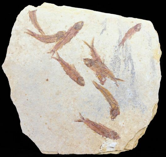 Multiple Knightia Fossil Fish - Wyoming #60791